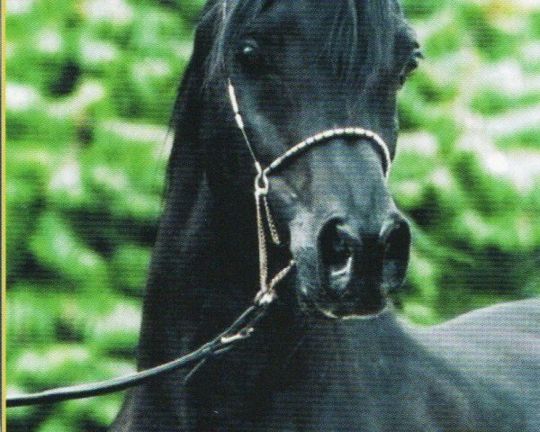 stallion Madallan Madheen EAO (Arabian purebred, 1994, from Ansata El Salaam ox)