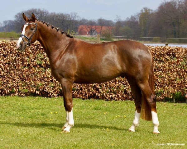 horse Don Deluxe HW (Hanoverian, 2017, from Don Deluxe)