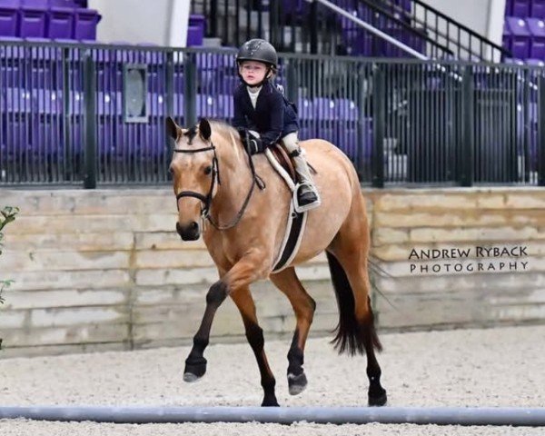 Pferd Golden Touch (Deutsches Reitpony, 2020, von Top Champion) Pferd Golden Touch (Deutsches Reitpony, 2020, von Top Champion)