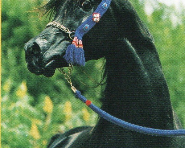 Deckhengst Pasha Farid EAO (Vollblutaraber, 1996, von Anaza El Farid ox) Deckhengst Pasha Farid EAO (Vollblutaraber, 1996, von Anaza El Farid ox)