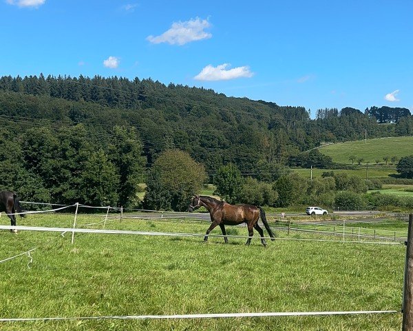 Dressurpferd Dante Royal (Hannoveraner, 2015, von Dante Weltino Old)