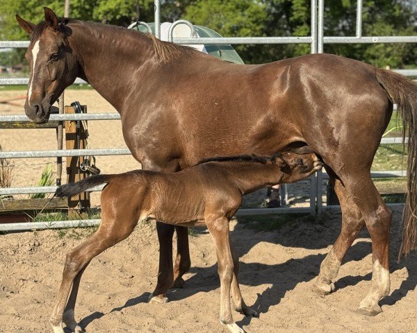 Zuchtstute Davida (Deutsches Reitpony, 2013, von FS Don't Worry)