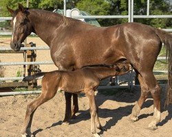 Zuchtstute Davida (Deutsches Reitpony, 2013, von FS Don't Worry)