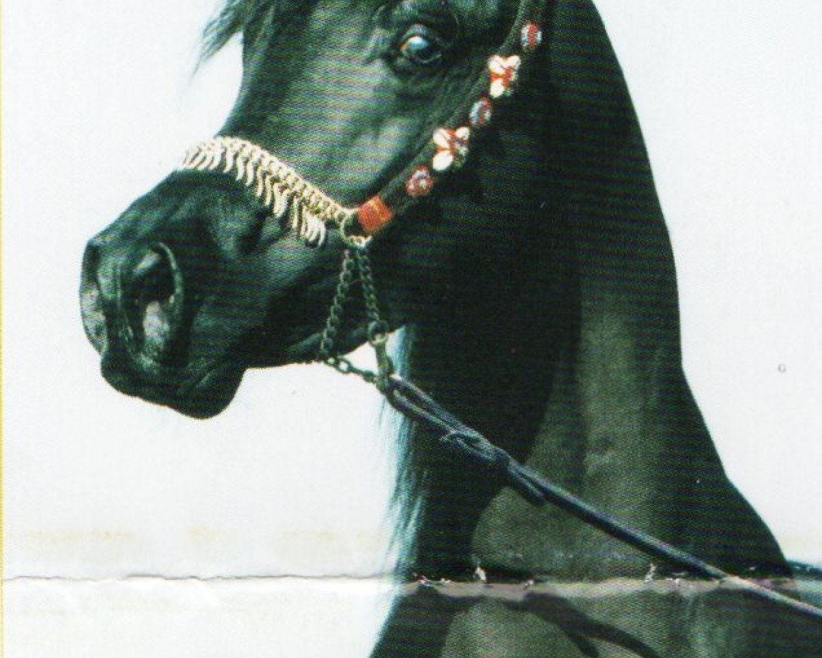 Deckhengst GR Sharaf EAO (Vollblutaraber, 2000, von Pasha Farid EAO)