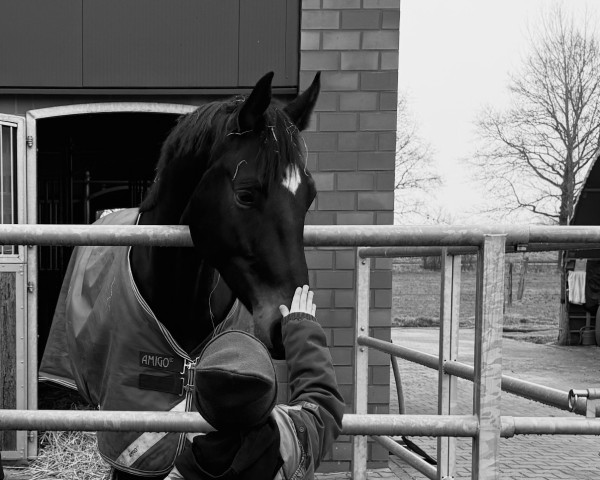 Pferd Buckingham's Beauty (Westfale, 2020, von Buckingham)