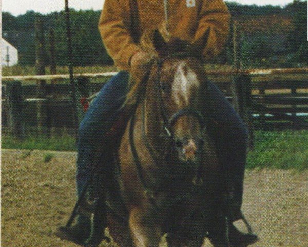 stallion A Doc OLena (Appaloosa, 1992, from Doc OLena)