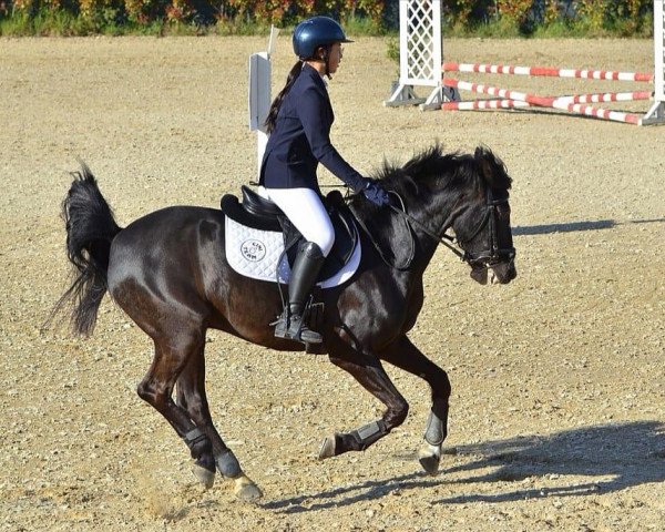 horse Kantje's Blue Boy (New Forest Pony, 2006, from Mikel)