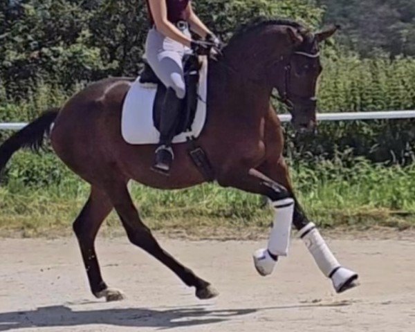 horse Viva la Vronika (Westphalian, 2021, from Vivat Rex)