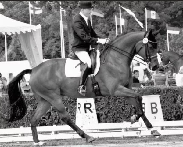 dressage horse Flora Flowerpower (Oldenburg, 2004, from Florencio I) dressage horse Flora Flowerpower (Oldenburg, 2004, from Florencio I)