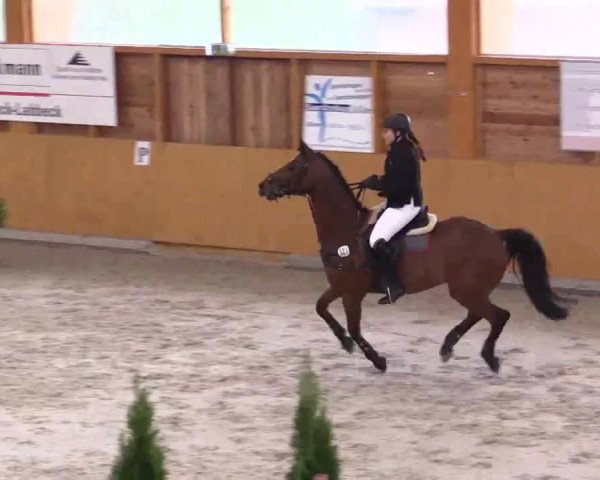 Hallenspringturnier Xanten - Reitanlage Miß 2014