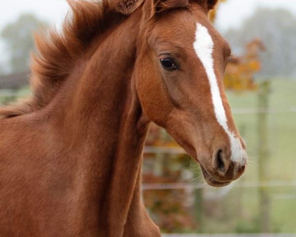 horse Betty Bonds M (Rhinelander, 2019, from Bonds)