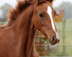 horse Betty Bonds M (Rhinelander, 2019, from Bonds)