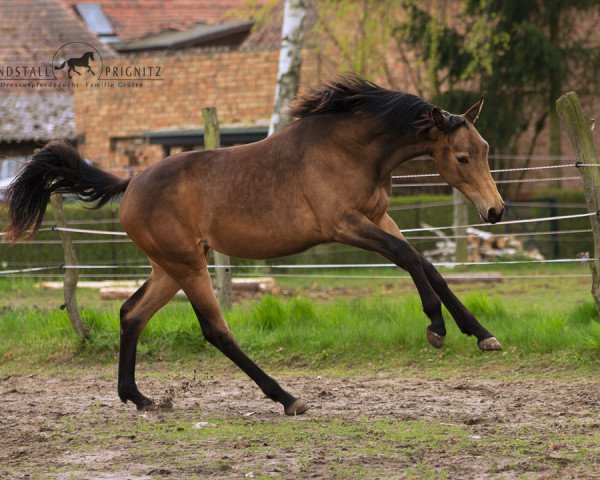 horse Cya LP (German Sport Horse, 2020, from Rocky Lee)