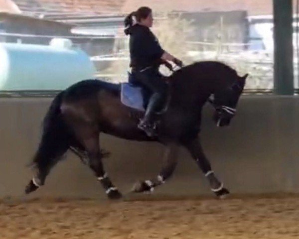 dressage horse JoLob (Friese, 2011, from Take 455) dressage horse JoLob (Friese, 2011, from Take 455)