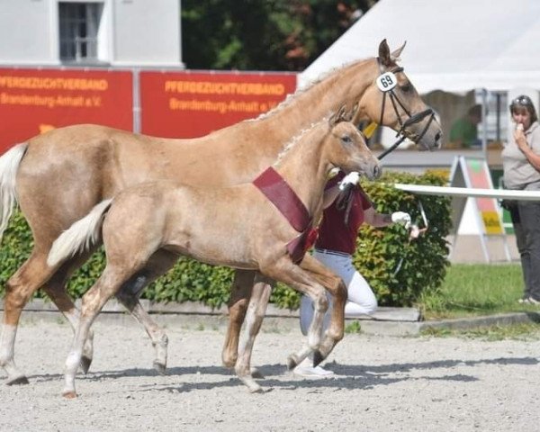 broodmare Carenina LP (German Sport Horse, 2020, from Blue Hors Baron)