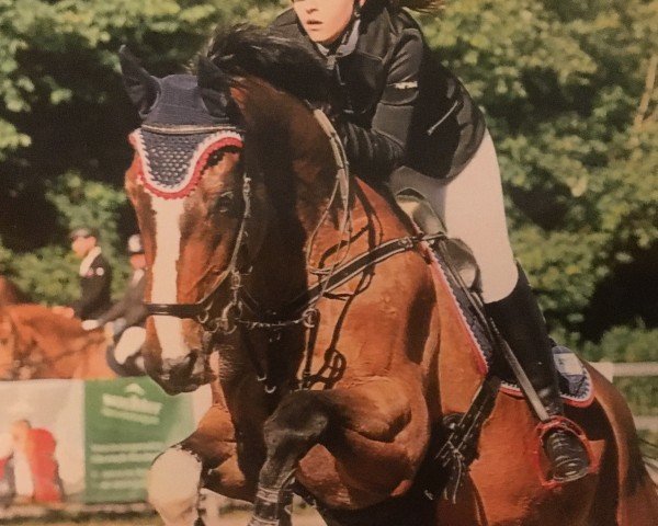 Springpferd Ravallo (Österreichisches Warmblut, 2005)