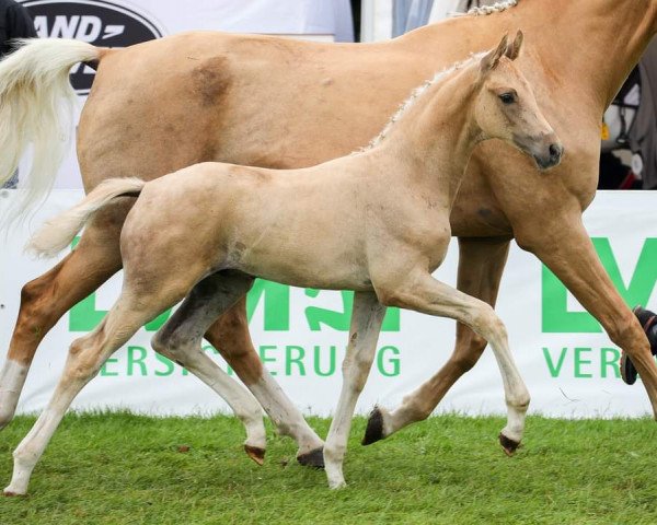 horse Brazil LP (German Sport Horse, 2019, from Blue Hors Baron)
