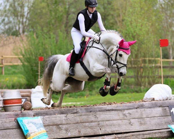 jumper Askara 21 (Westphalian, 2012, from Levisonn 208 FIN)
