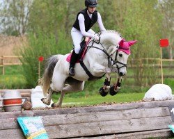 jumper Askara 21 (Westphalian, 2012, from Levisonn 208 FIN)
