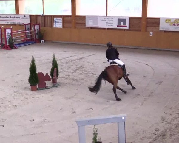 Hallenspringturnier Xanten - Reitanlage Miß 2014