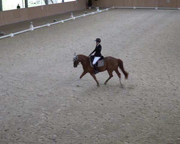 Reitturnier Aadorf 2025