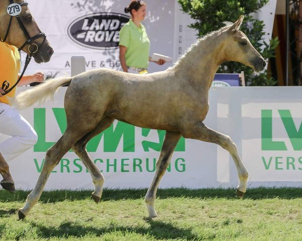 horse Cameron LP (German Sport Horse, 2018, from Blue Hors Baron)