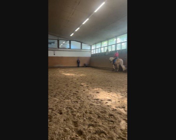 Video von Steve Wonderful