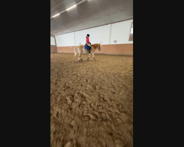 Video von Steve Wonderful