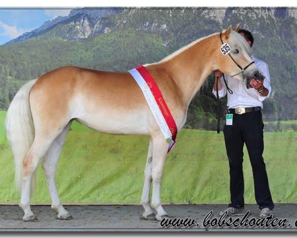 broodmare Mylin (Haflinger, 2013, from Nostalgie)
