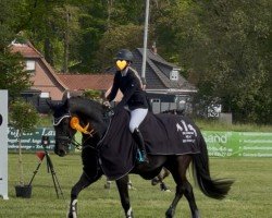jumper Dance For Galanthea (Hanoverian, 2012, from Dornenkönig)