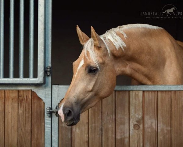 horse Calamity Jane LP (German Sport Horse, 2017, from Bonds)