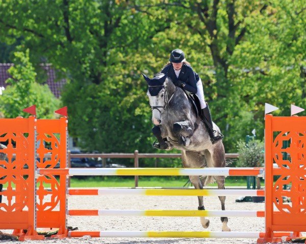 Springpferd Chuo Kikuu (Oldenburger Springpferd, 2019, von Chacoon Blue)