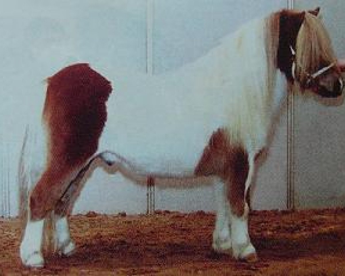 horse Ricco van Greet's Garden (Shetland Pony, 2001, from Menthe van het Keijzertje)