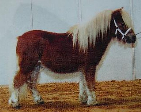 horse Redondo van stal Brammelo (Shetland Pony, 2001, from Kalypso of Sportview)