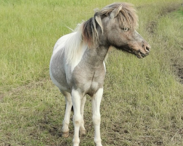 broodmare Amorelie vom Gothensee (Dt.Part-bred Shetland pony, 2023, from Anton vom Rindergraben)