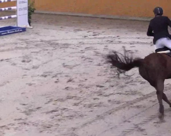 Hallenspringturnier Xanten - Reitanlage Miß 2014