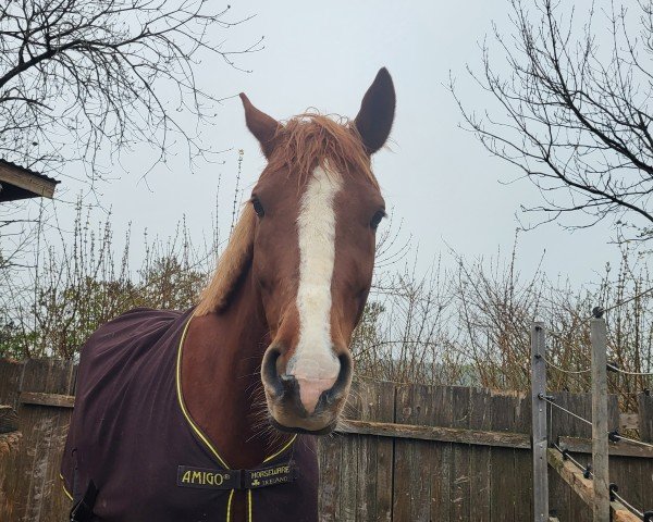 dressage horse Galelio (Rhinelander, 2016, from Governor-Str)