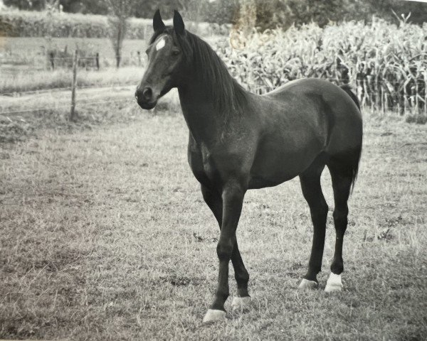 broodmare Roekes Maresca (Nederlands Rijpaarden en Pony, 1970, from Fahred ox)