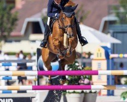 jumper Abby (German Sport Horse, 2013, from Acadius)
