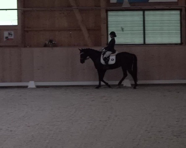 Reitturnier Aadorf 2025