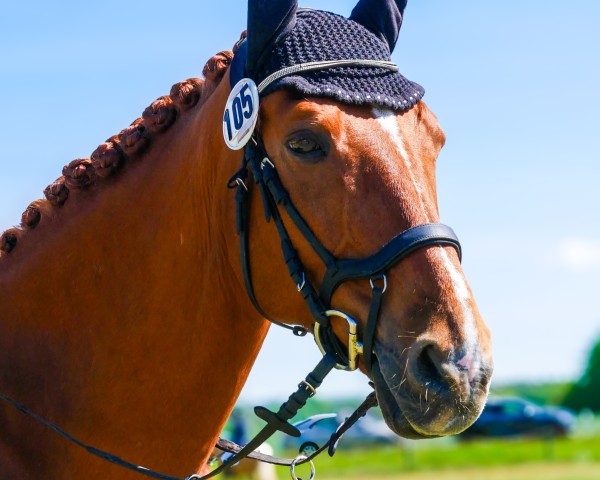 Springpferd Leopold 290 (Deutsches Sportpferd, 2009, von Lipsius)