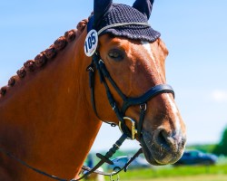 jumper Leopold 290 (German Sport Horse, 2009, from Lipsius)