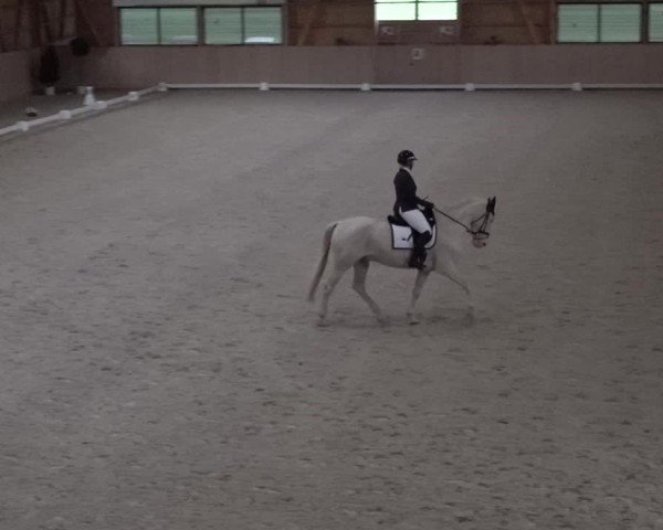 Reitturnier Aadorf 2025