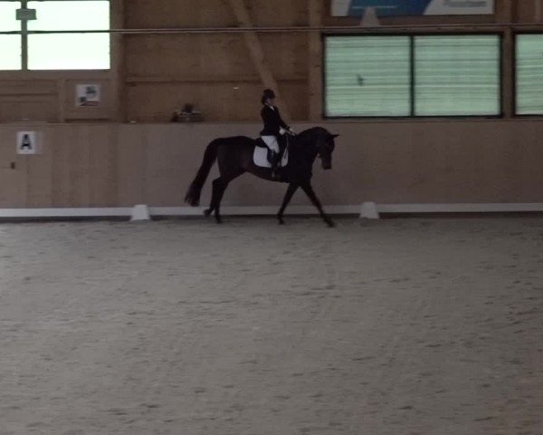 Reitturnier Aadorf 2025