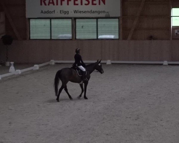 Reitturnier Aadorf 2025