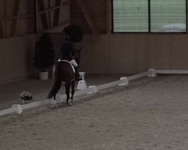Reitturnier Aadorf 2025
