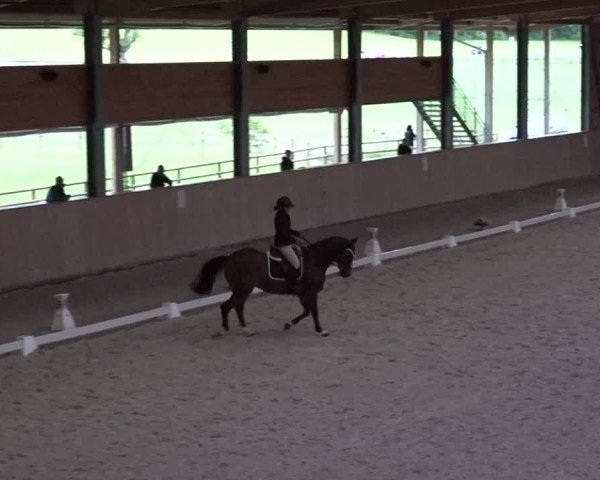 Reitturnier Aadorf 2025