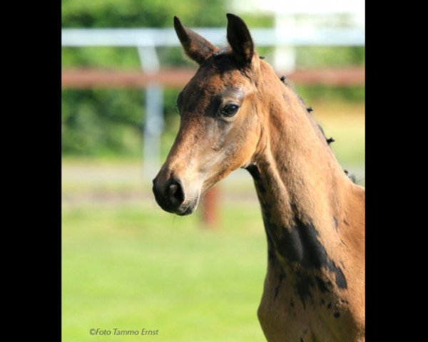 stallion Flashdance (Hanoverian, 2017, from Fürst Belissaro)
