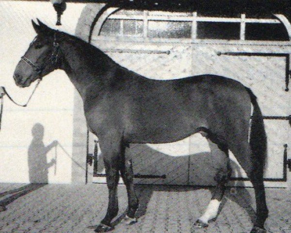 Deckhengst Revanche (Bayer, 1986, von Rubikon) Deckhengst Revanche (Bayer, 1986, von Rubikon)
