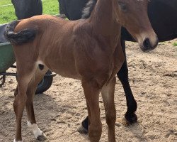 stallion Fort Knox 16 (Hanoverian, 2021, from Fuechtels Floriscount OLD)